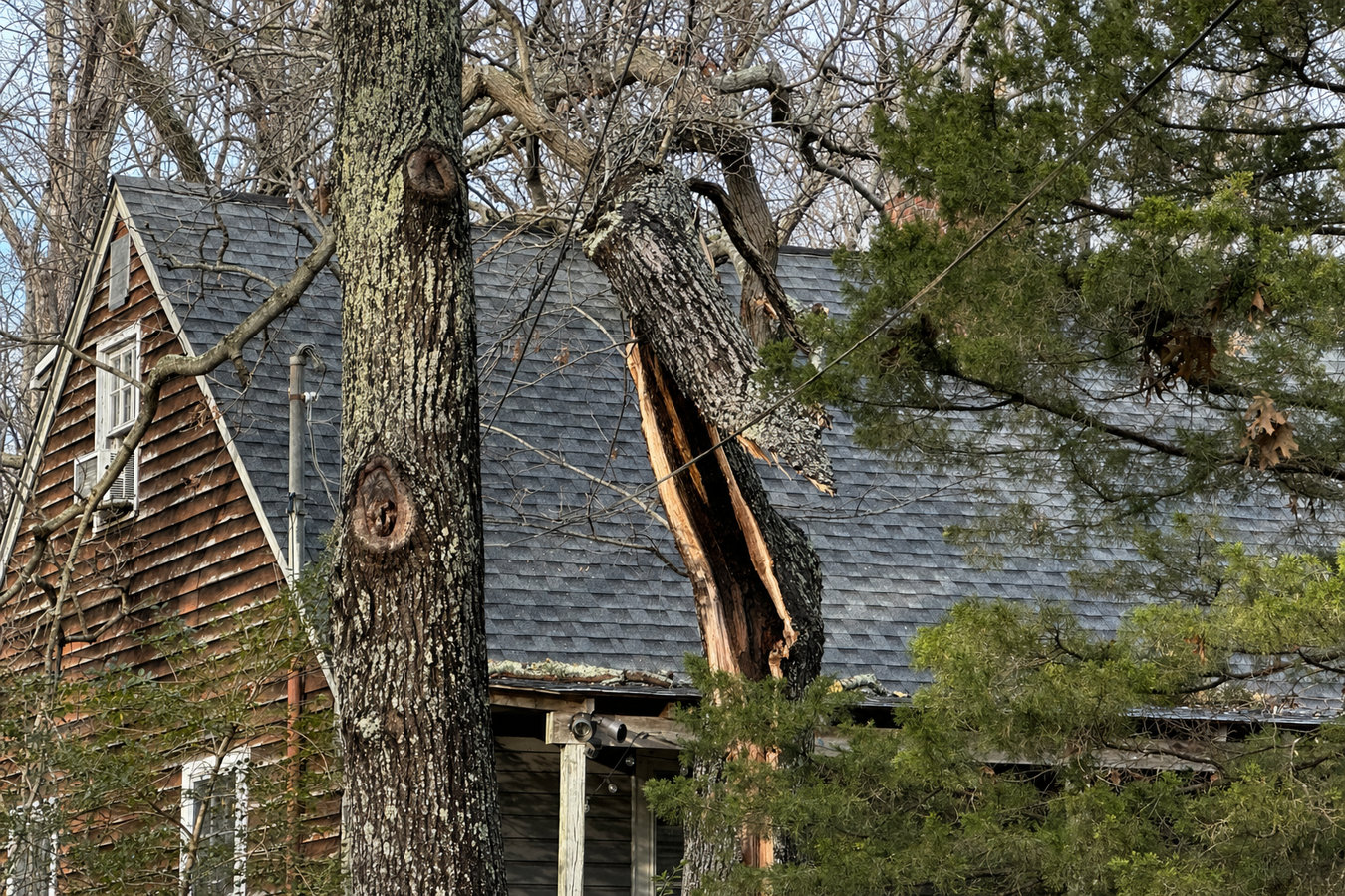 Emergency tree service in Aliso Viejo, CA