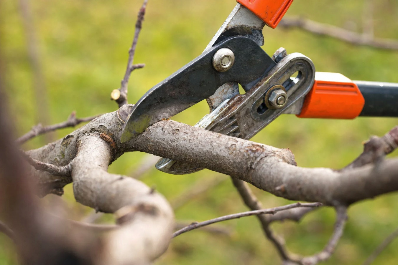 Tree Service services in Laguna Hills