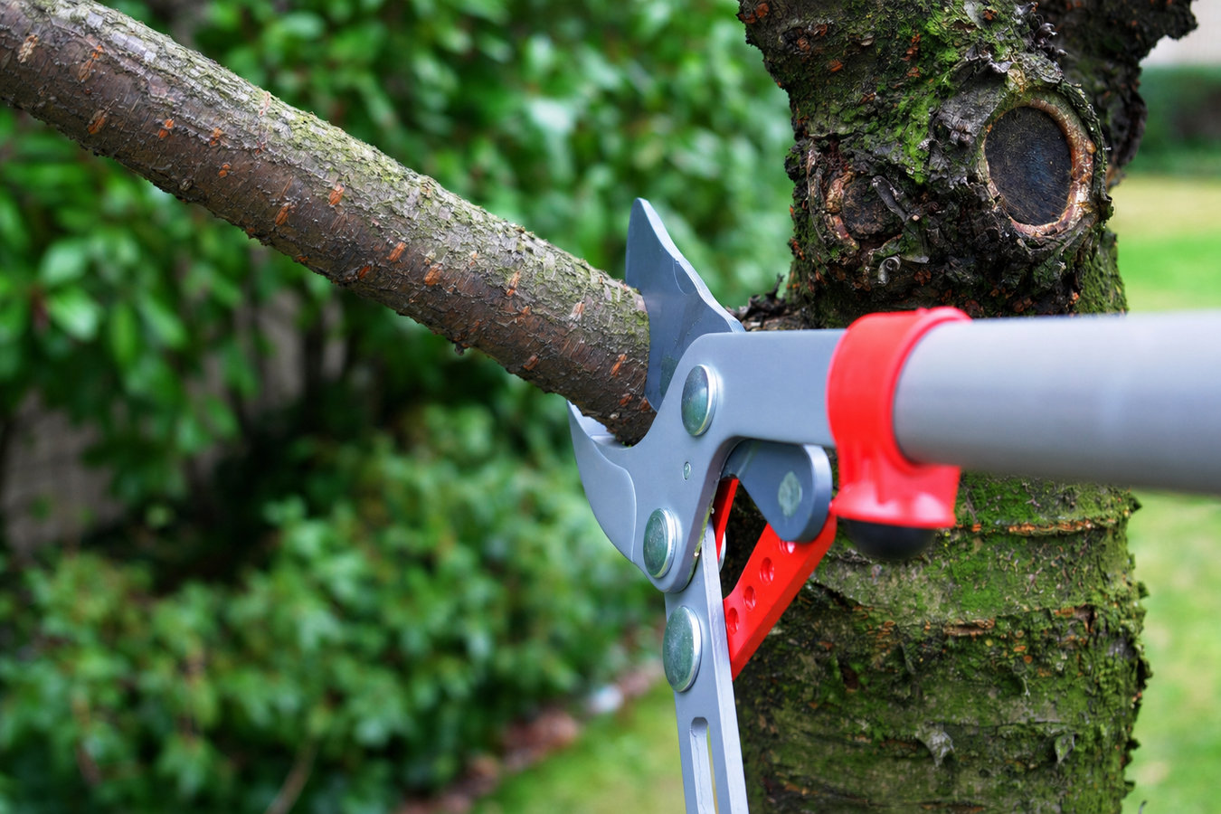 Tree Service services in Laguna Niguel